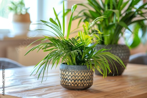Phlebodium aureum in pot on wooden table Modern home interior with cozy decor and garden photo