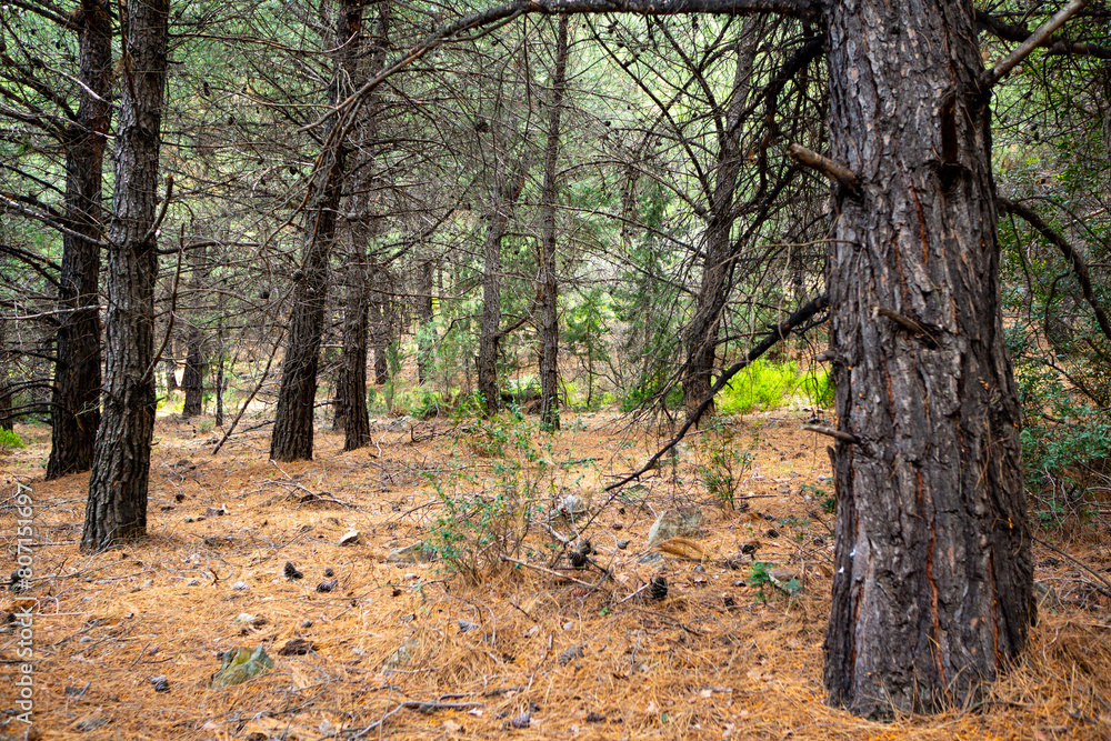 Obraz premium Dried Up Old Pine Tree Forest