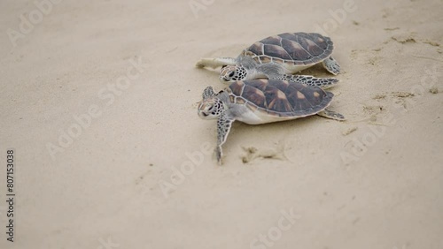 Sea turtle on the sand. 