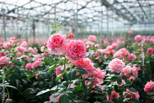 Fototapeta Naklejka Na Ścianę i Meble -  Pink roses cultivated for industrial use in a Dutch greenhouse