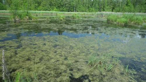 Wild water reservoir among the trees of the Knyszyn Forest on a sunny,summer day in Podlasie.