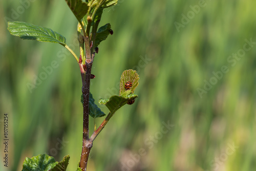 Spring nature. There are insects on the reed leaves by the pond.