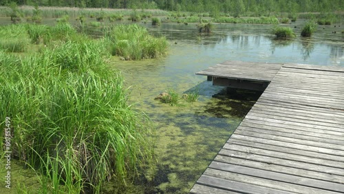 Wild water reservoir among the trees of the Knyszyn Forest on a sunny,summer day in Podlasie.