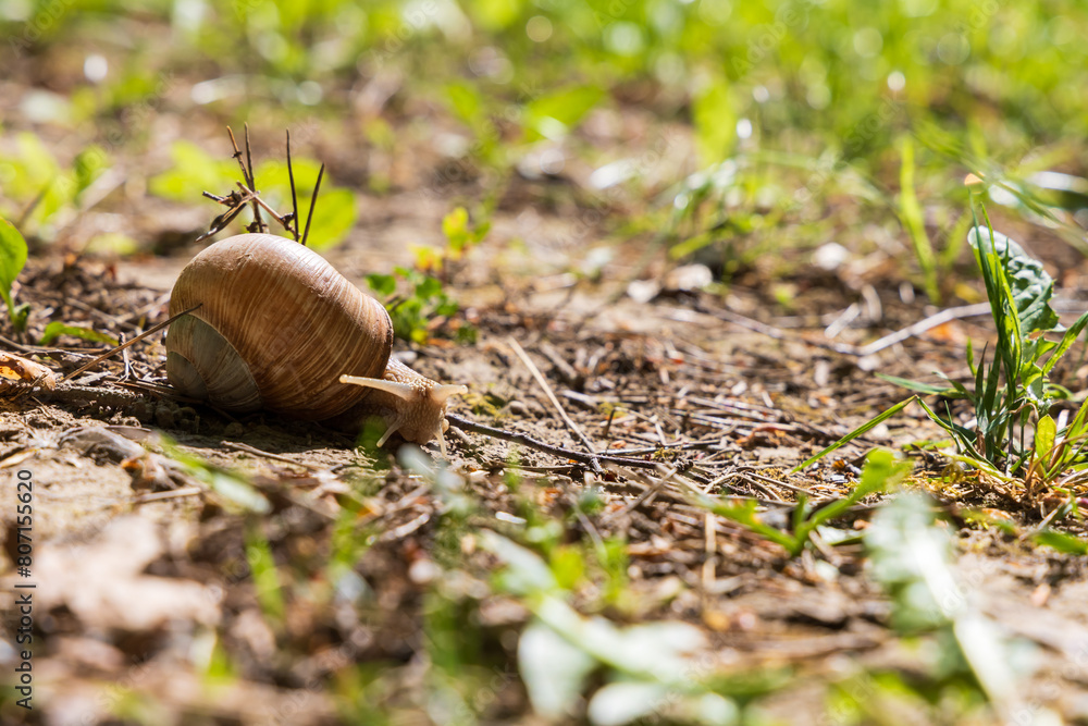 A large snail crawls through the spring landscape. It has a shell and sticks out horns. Super bokeh A large snail crawls through the spring landscape. It has a shell and sticks out horns. Super bokeh