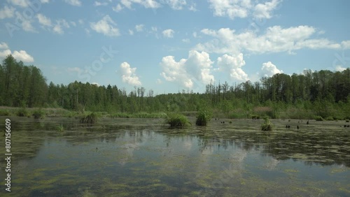 Wild water reservoir among the trees of the Knyszyn Forest on a sunny,summer day in Podlasie.
