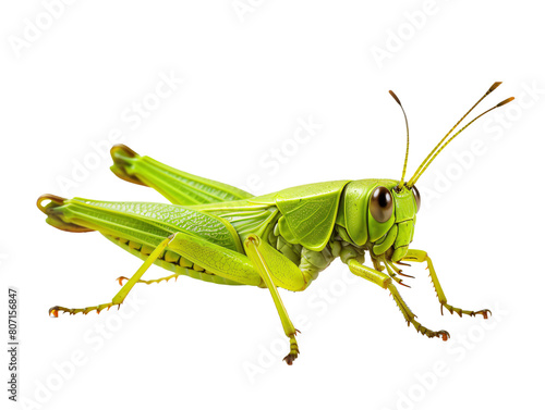 a close up of a grasshopper © Laura