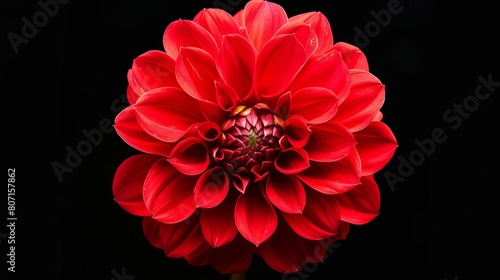 A red dahlia flower is isolated on a black background. It is perfect for design or nature projects.