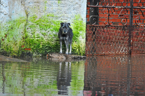 A dog stranded during the flood in Rio Grande do Sul, Brazil