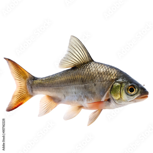 Common river breams isolated on white background Freshwater fish
