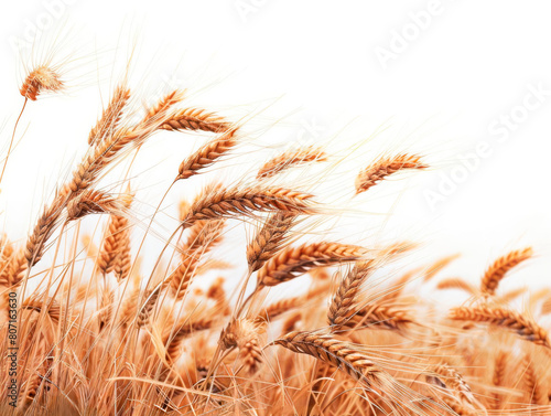 a close-up of a golden wheat field  ready for harvest.