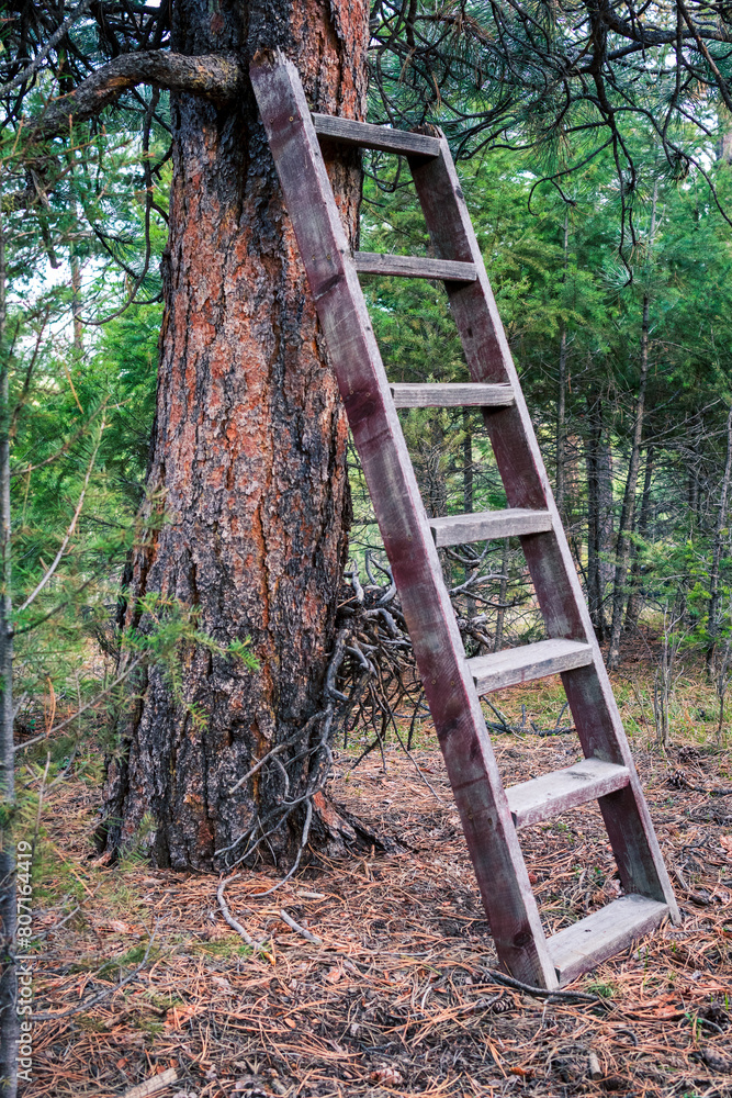 ladder to climb up into a tree ladder to climb up into a tree