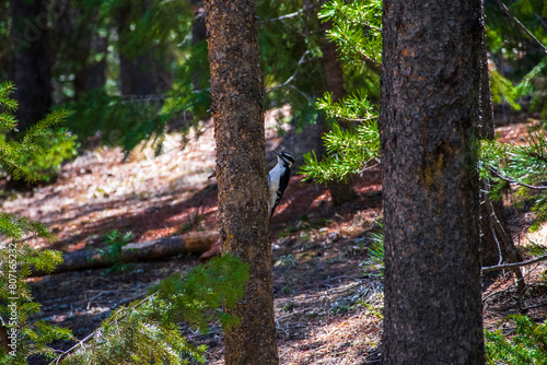 woodpecker on a tree in the forest