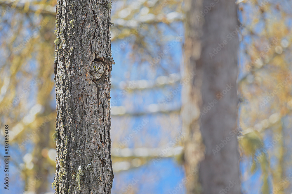 Looking at camera, the Boreal owl in the coniferous forest (Aegolius funereus) Looking at camera, the Boreal owl in the coniferous forest (Aegolius funereus)