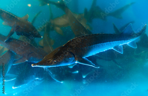 Shop fish for sale - beluga close up. Sterlet fish swimming in water storage tank in gastronomic aquatic section.