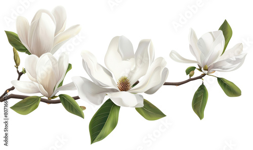 PNG White flowers magnolia blossom branch. #807166430