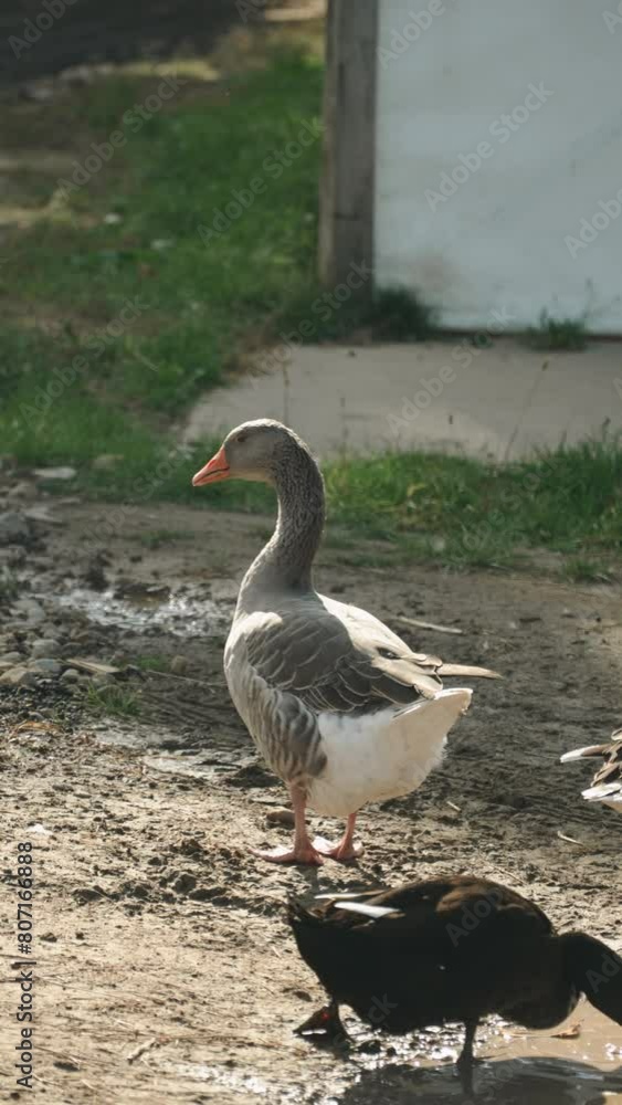 Gray domestic goose stands in mud on farm next to black duck drinking from puddle. Vertical video of walking pets on sunny day in household. Natural behavior of waterfowl. Gray domestic goose stands in mud on farm next to black duck drinking from puddle. Vertical video of walking pets on sunny day in household. Natural behavior of waterfowl.