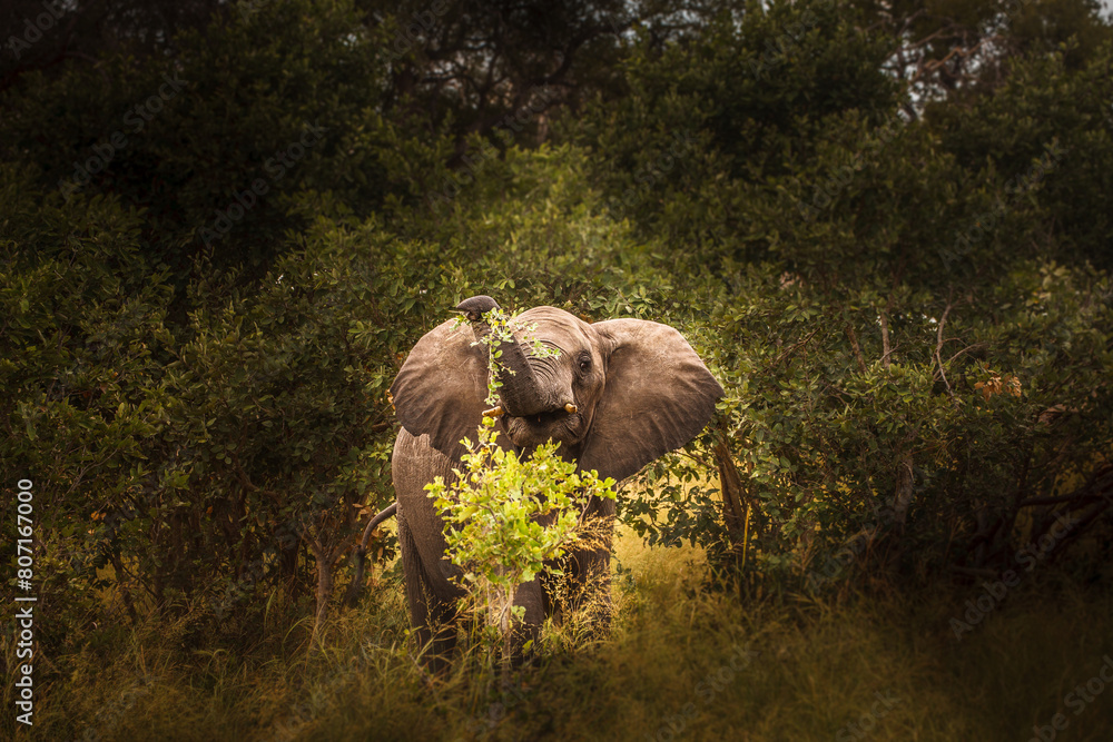 Obraz premium Clsoe up of African Bush Elephants walking on the road in wildlife reserve. Maasai Mara, Kenya, Africa.