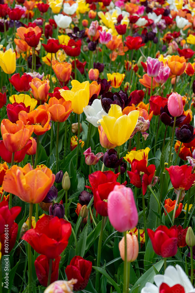 Fototapeta premium field of tulips