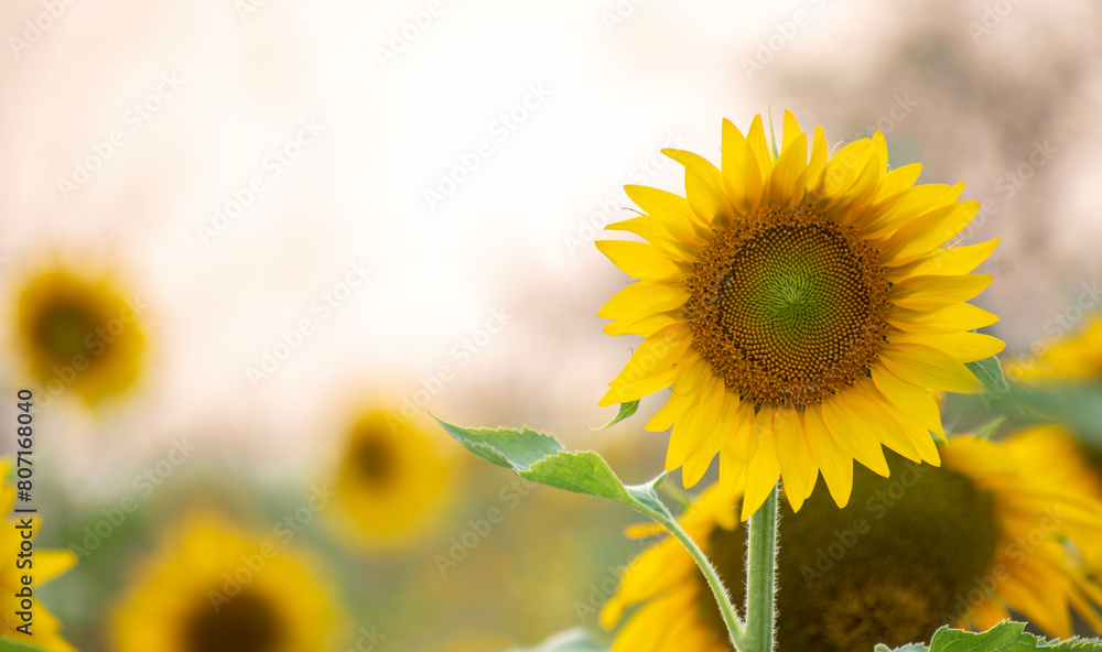 Fototapeta premium Sunflower field in sunny day. Sunflower blooming season. Close-up of sunflower