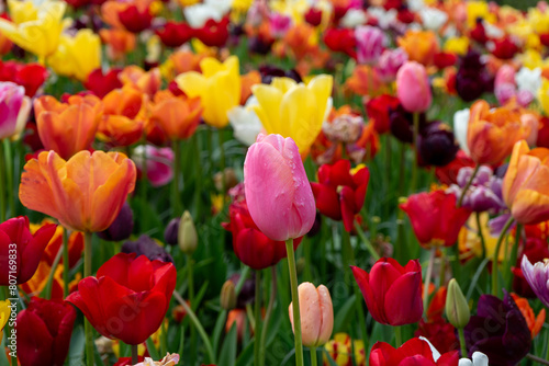 field of tulips