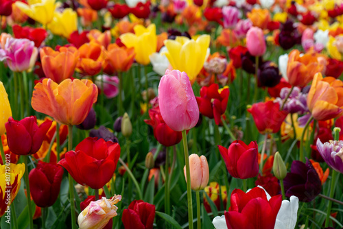 field of tulips