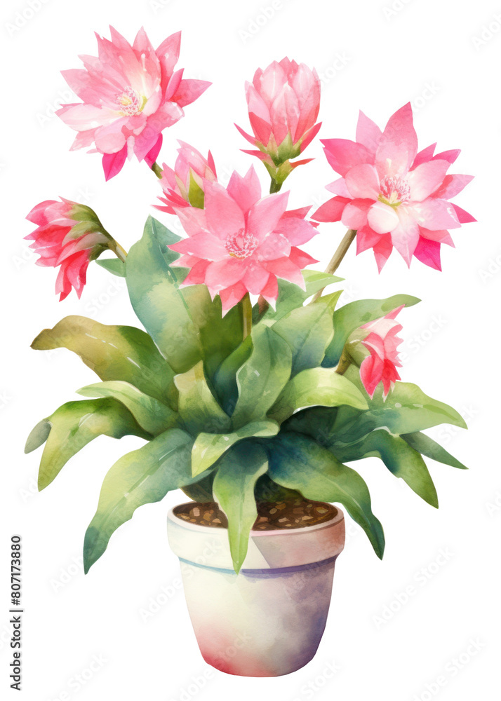 PNG Flower plant petal leaf. PNG Flower plant petal leaf.