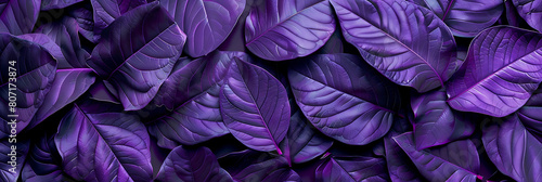 Violet tropical leaf  summer panorama wallpaper   beautiful and simple to use as a graphic element
