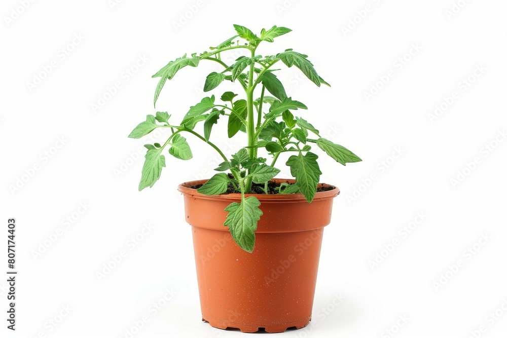 Tomato plant in pot on white background Tomato plant in pot on white background