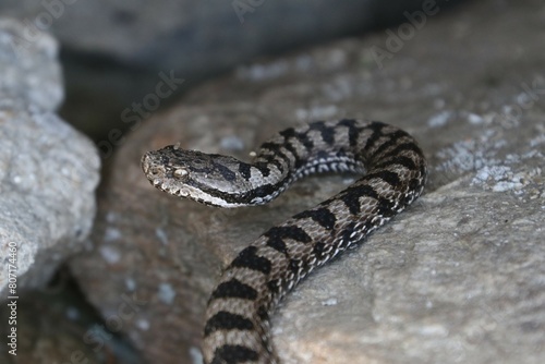 Vipera 