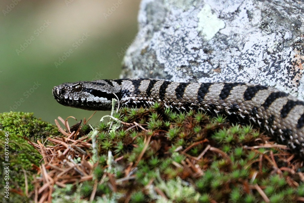 Fototapeta premium Vipera