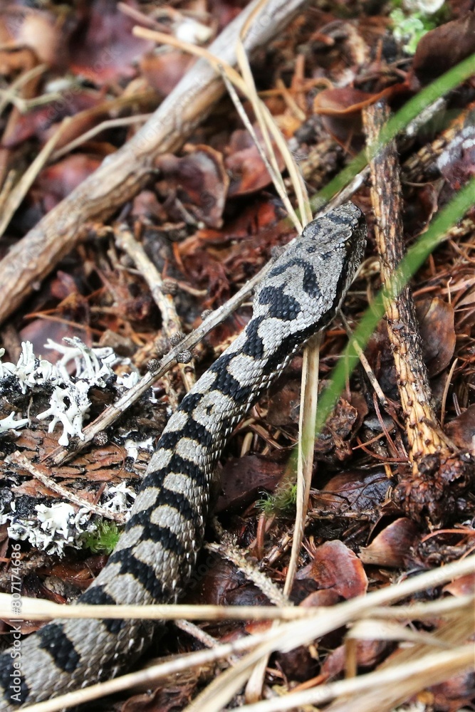 Obraz premium Vipera 