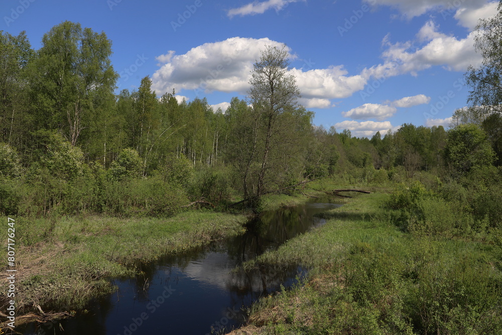 Obraz premium river in the forest