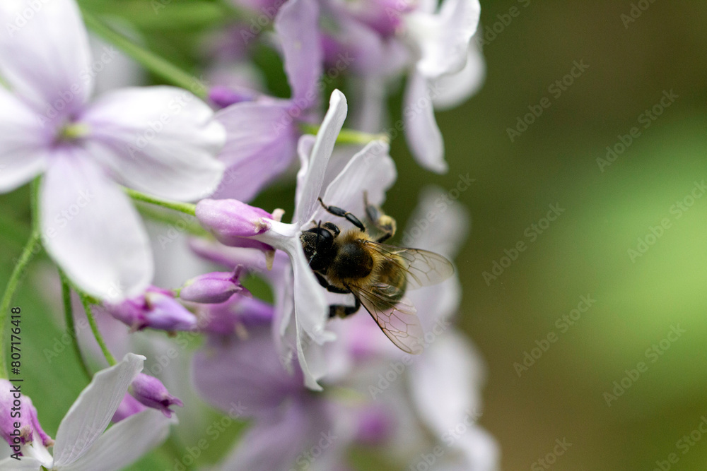 bee on a flower