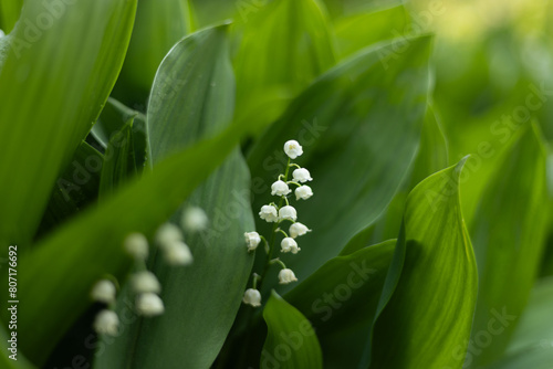 lilly of the valley