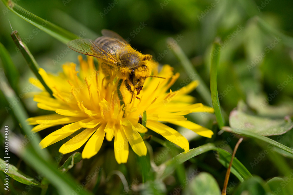 bee on yellow flower