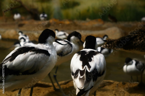 The pied avocet is a large black and white sandpiper with an up-curved beak from the avocet family, common on the gently sloping shores of bodies of salt or brackish water in Eurasia and Africa.  photo