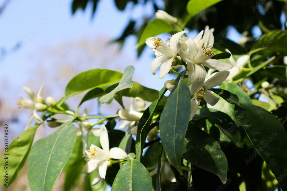 Obraz premium Orange tree flowers. Beautiful white flowers.