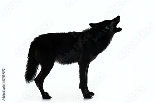 Black wolf silhouette isolated on white background, illustration, rendering
