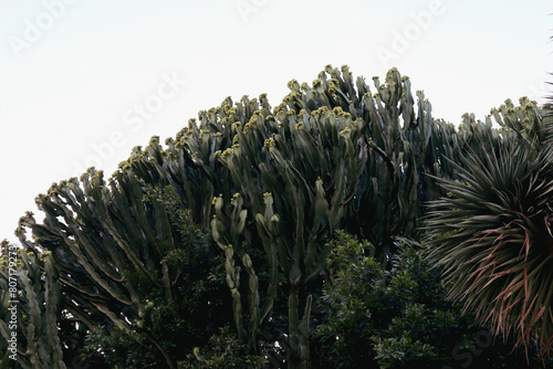 Euphorbia canarian in the Spanish Garden. Against the background of the sky and other plants in the garden. photo