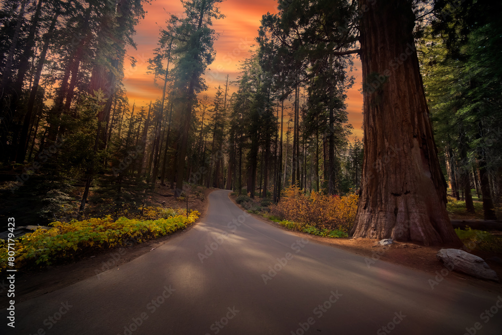 Obraz premium Forest of Sequoias in the Mariposa Grove at Yosemite National Park in California