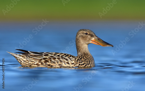 Bright female Northern Shoveler (Spatula clypeata) swimming in blue water from short distance 