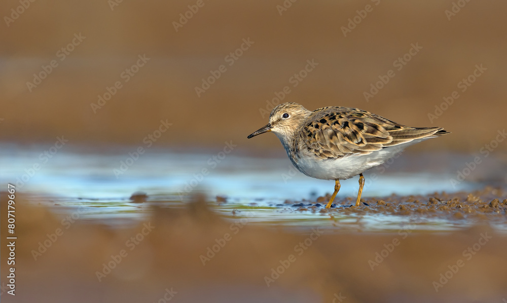 Temminck's stint (Calidris temminckii) slowly wades on shallow blue waters in spring breeding season Temminck's stint (Calidris temminckii) slowly wades on shallow blue waters in spring breeding season