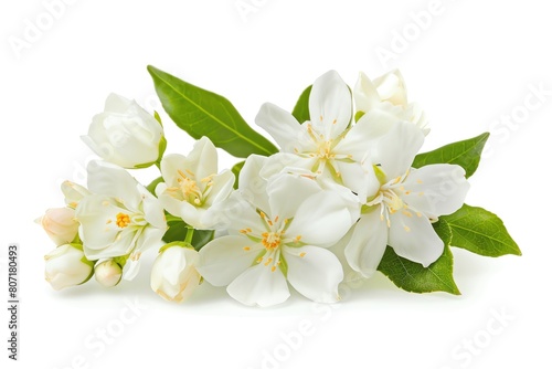 A fresh jasmine with small white, highly fragrant flowers, isolated on a white background