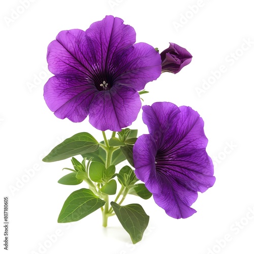 A single petunia with purple trumpetshaped flowers, isolated on a white background photo