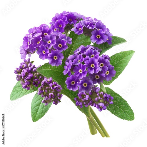 A detailed heliotrope with clusters of purple flowers, highly fragrant, isolated on a white background © Nisit