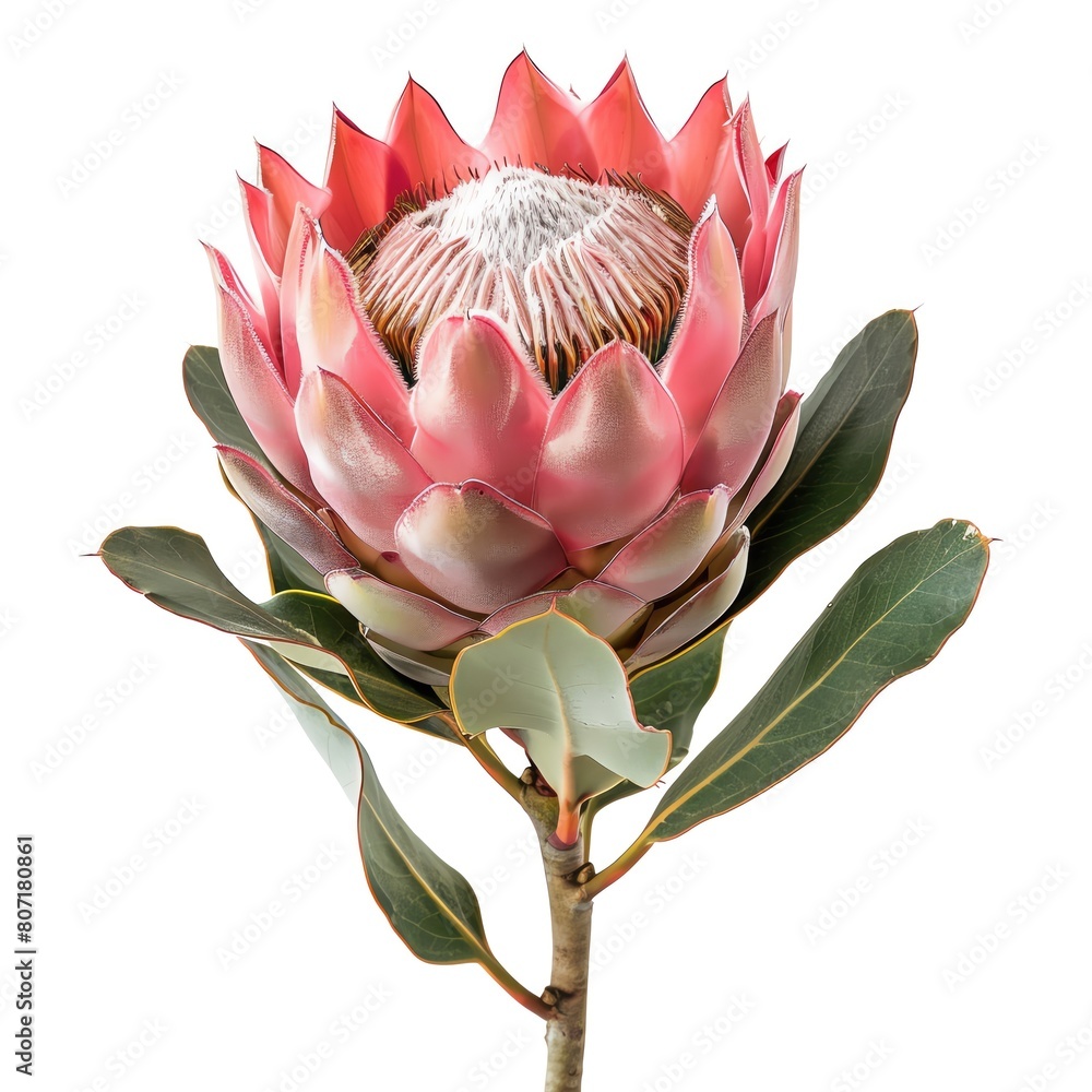Fototapeta premium A single protea with a large, exotic bloom, isolated on a white background