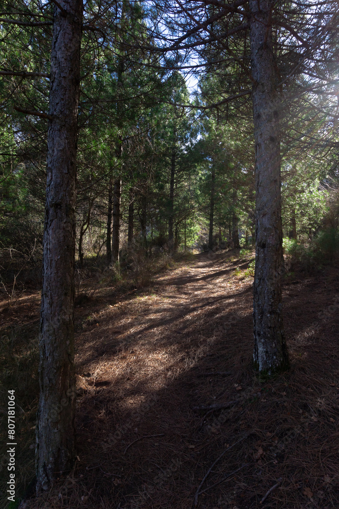 bosque en otoño con arboles y hojas bosque en otoño con arboles y hojas