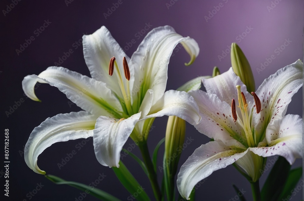 white lily flowers white lily flowers