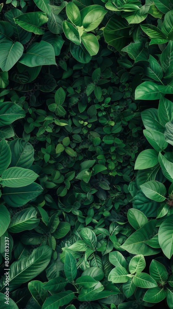 Lush green leaves forming a dense ecofriendly background, with a clear central space for text about sustainability and the environment Lush green leaves forming a dense ecofriendly background, with a clear central space for text about sustainability and the environment