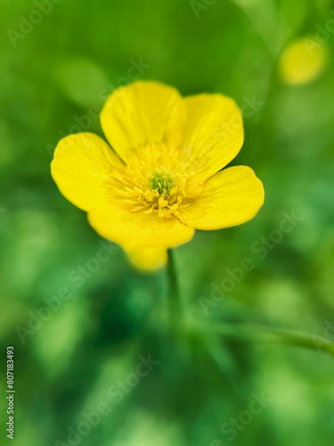 yellow buttercup flower close up